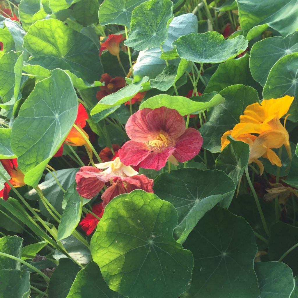 Flower Seeds Vital Seeds Beautiful flower seeds for your UK garden