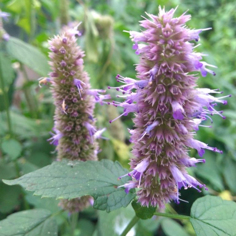 Korean Mint Vital Seeds