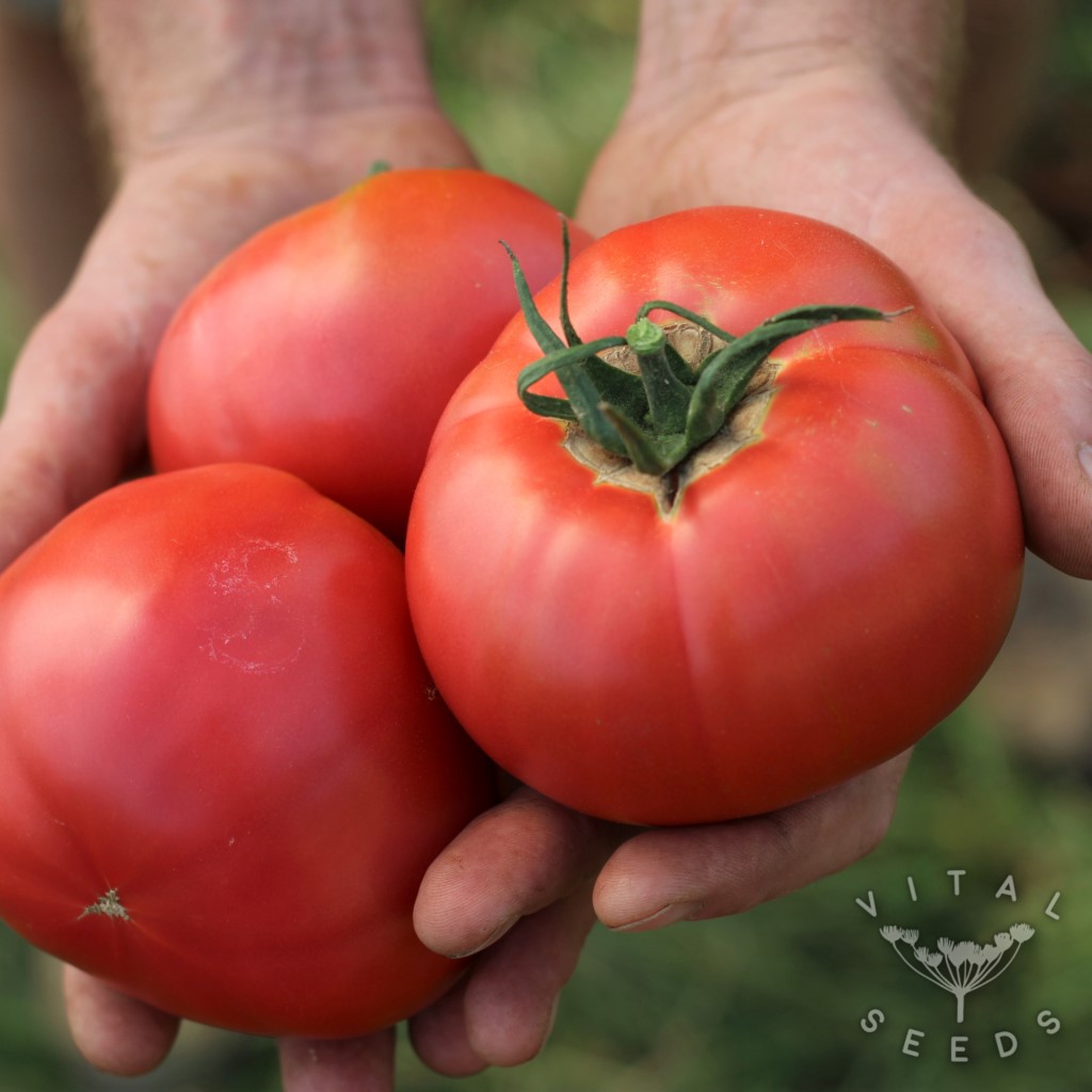 Tomato Berner Rose Organic Vital Seeds Tomato Berner Rose Organic Vital Seeds