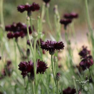 Black Ball Cornflower