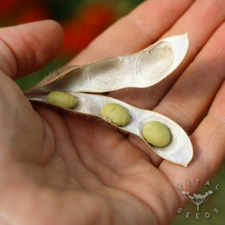 Edamame Bean Chiba Green Vital Seeds
