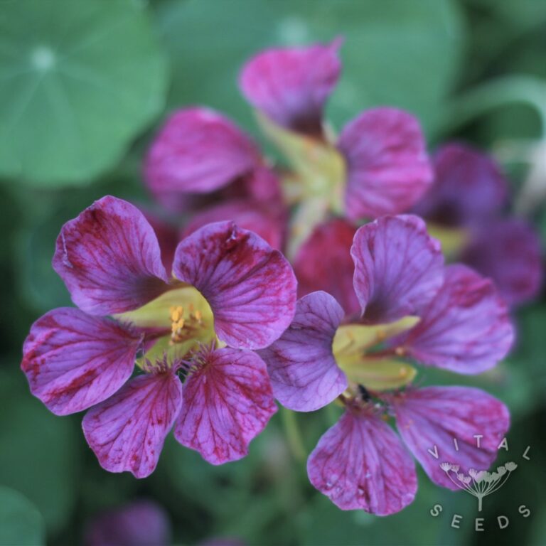 Nasturtium Purple Emperor Vital Seeds