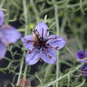 Midnight Nigella