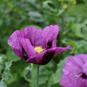 Hungarian Blue Poppy