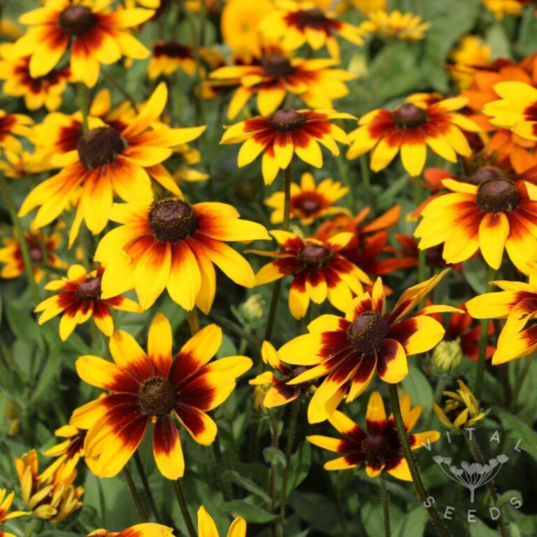 Flower Seeds Vital Seeds Beautiful flower seeds for your UK garden