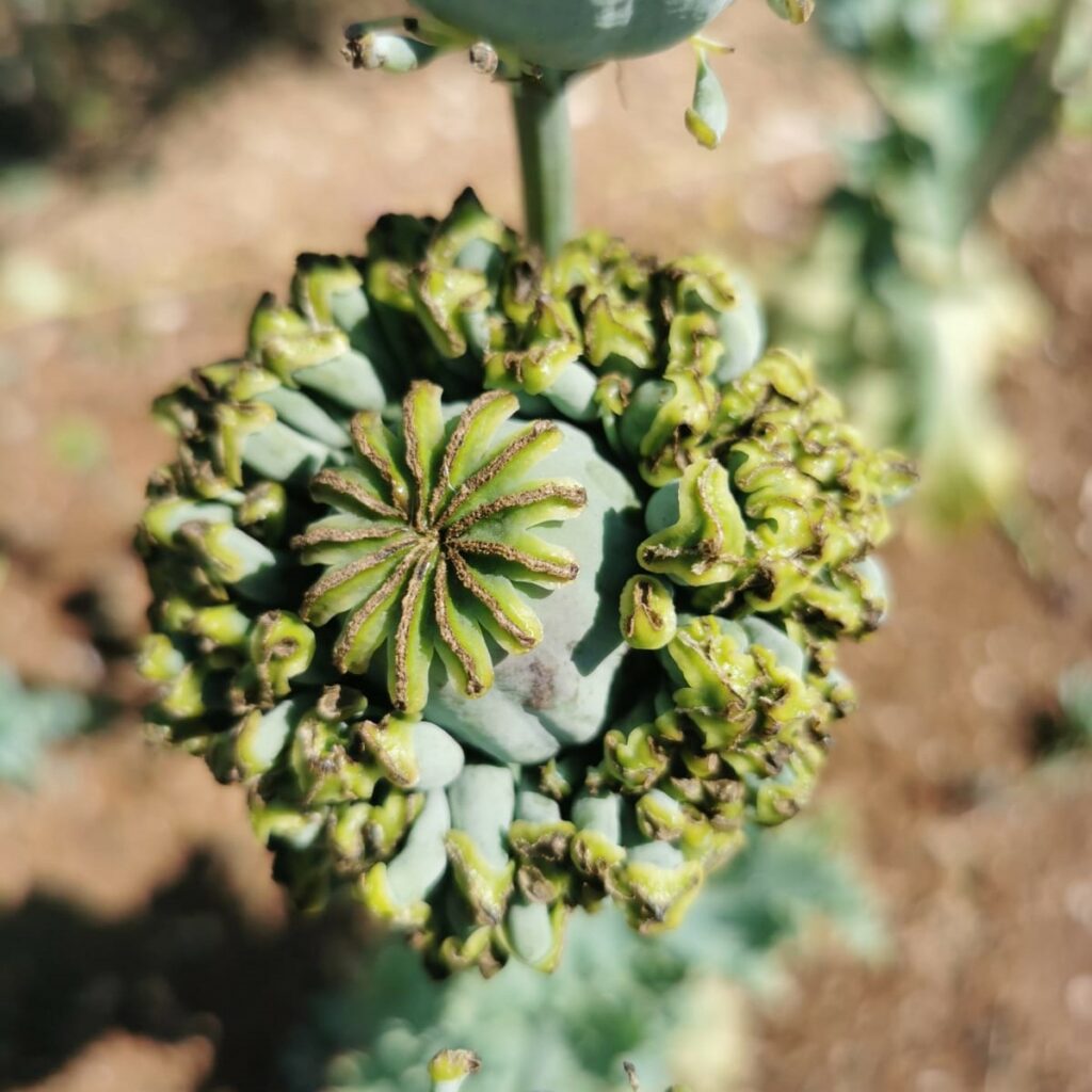 Poppy Hens and Chickens Vital Seeds