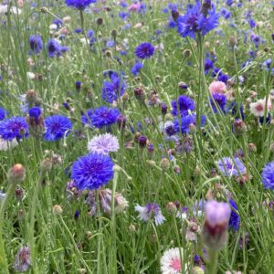 Mixed Cornflower