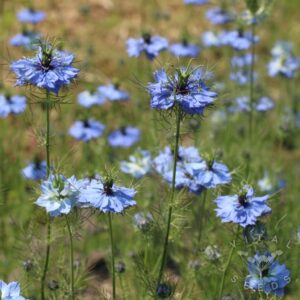 Miss Jekyll Blue Nigella