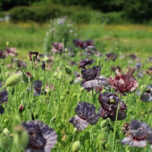 Amazing Grey Poppy