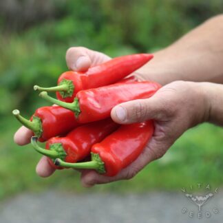 Hungarian Hot Wax Chilli