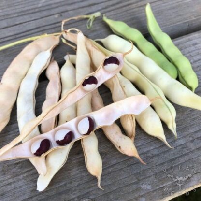 Climbing French Beans - Pea Bean (Organic) - Image 4