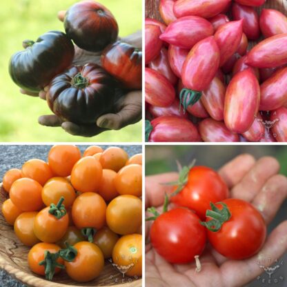 "Tasty Toms" Seed Collection