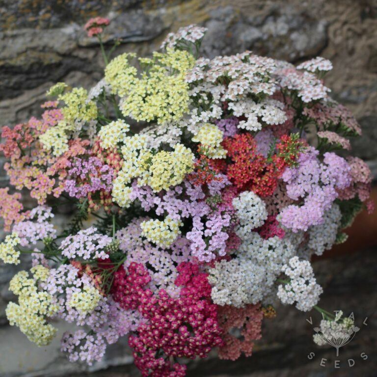 Yarrow Seeds Vital Seeds