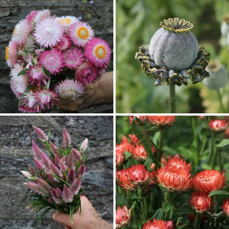 "Dried Flowers" Seed Collection Vital Seeds