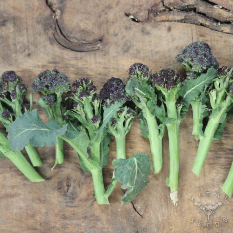 Purple Sprouting Broccoli Rudolph Vital Seeds