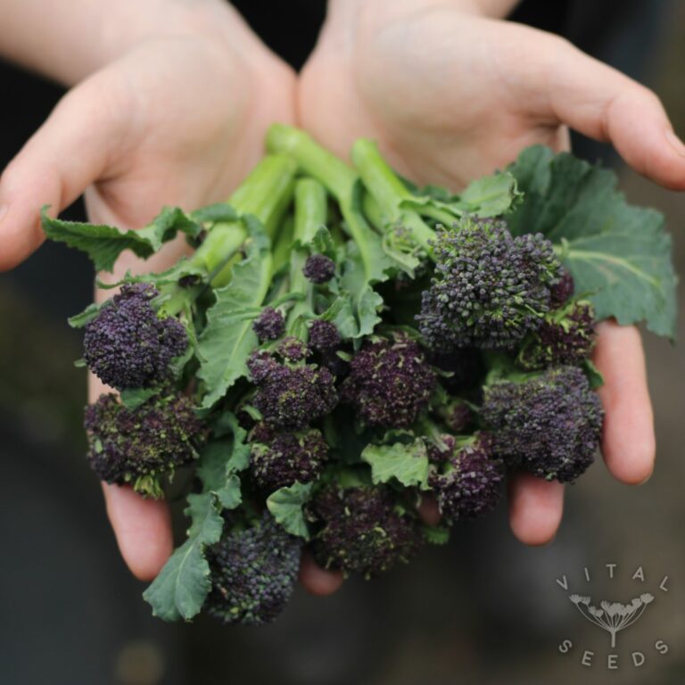 Purple Sprouting Broccoli Rudolph Vital Seeds