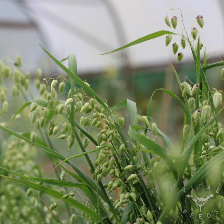 Briza Maxima Greater Quaking Grass ***NEW FOR 2025