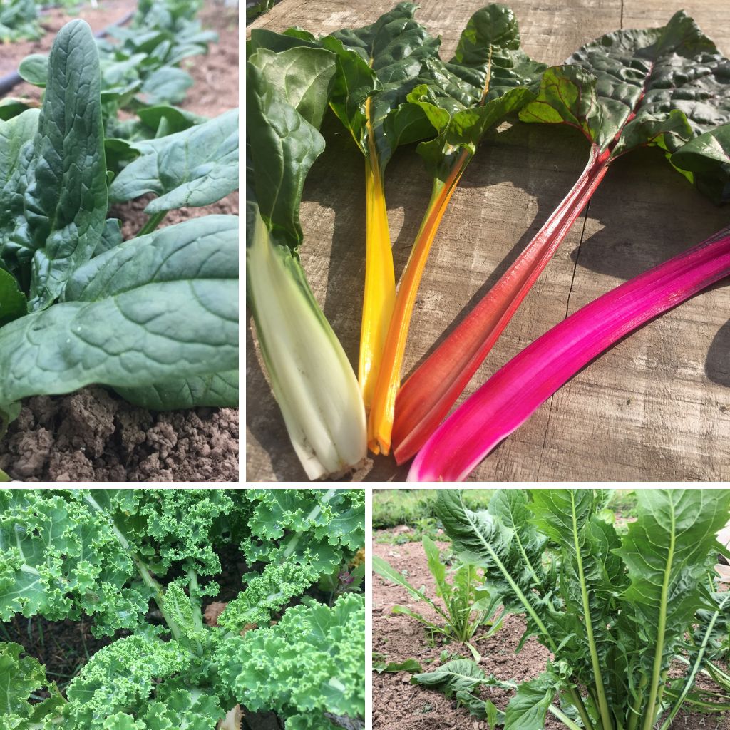 "Eat Your Greens" Seed Collection - Image 2