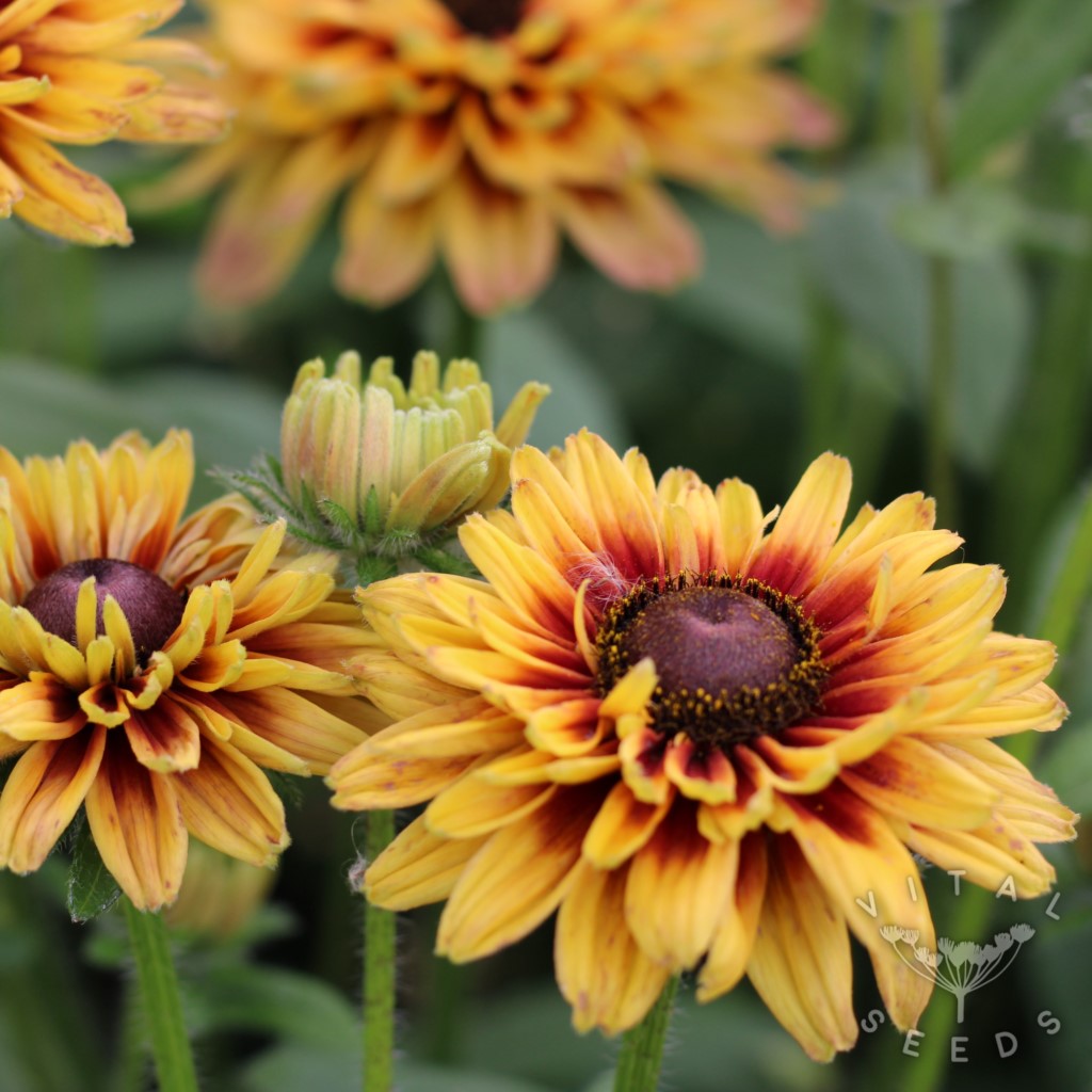 Rudbeckia - Sahara (Organic) ***NEW FOR 2026*** - Image 3