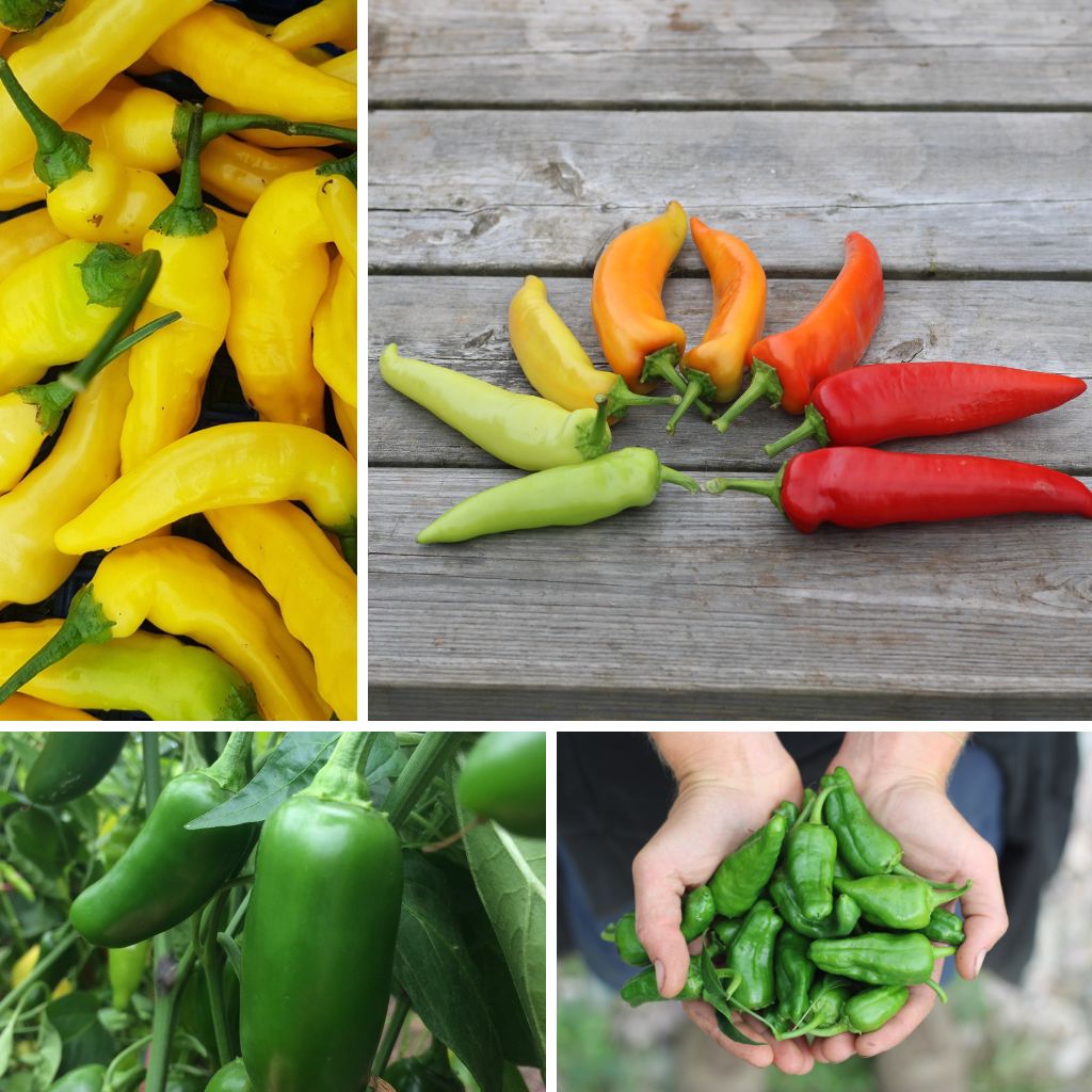 "Hot Stuff" Seed Collection - Image 2