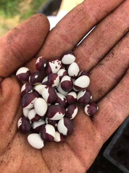Climbing French Beans - Pea Bean (Organic) - Image 3