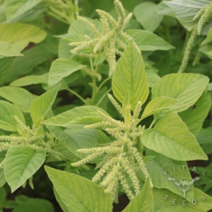 Amaranth - Green Tails (Organic) ***NEW FOR 2026*** - Image 3