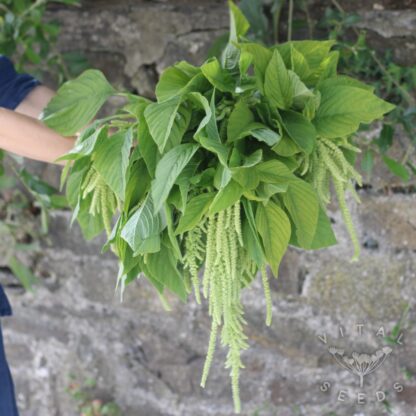 Amaranth - Green Tails (Organic) ***NEW FOR 2026*** - Image 2