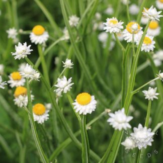 Everlasting Sandflower (Organic) ***NEW FOR 2026***