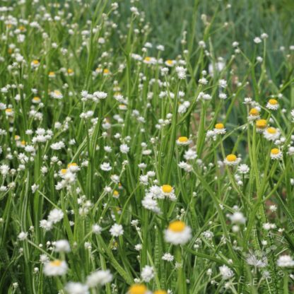 Everlasting Sandflower (Organic) ***NEW FOR 2026*** - Image 3