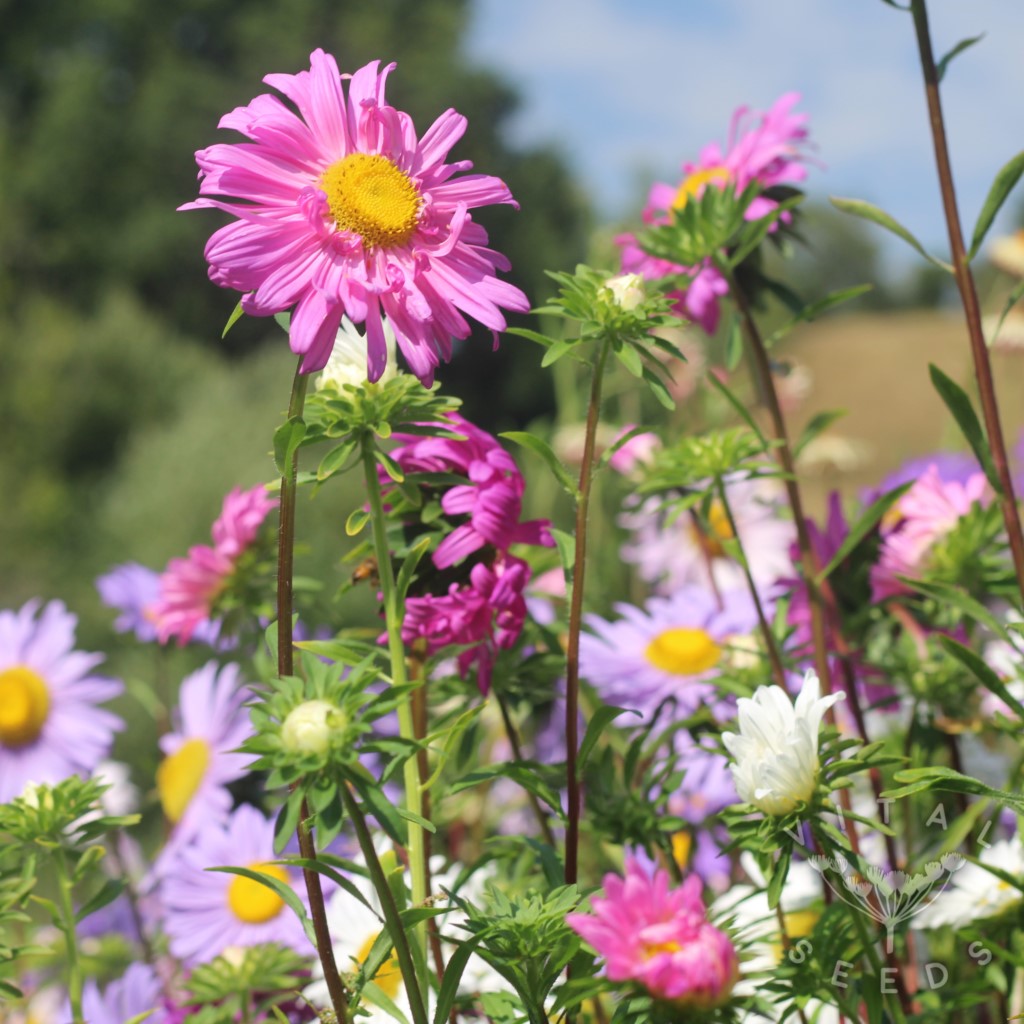 Aster - Single mix (Organic) - Image 3