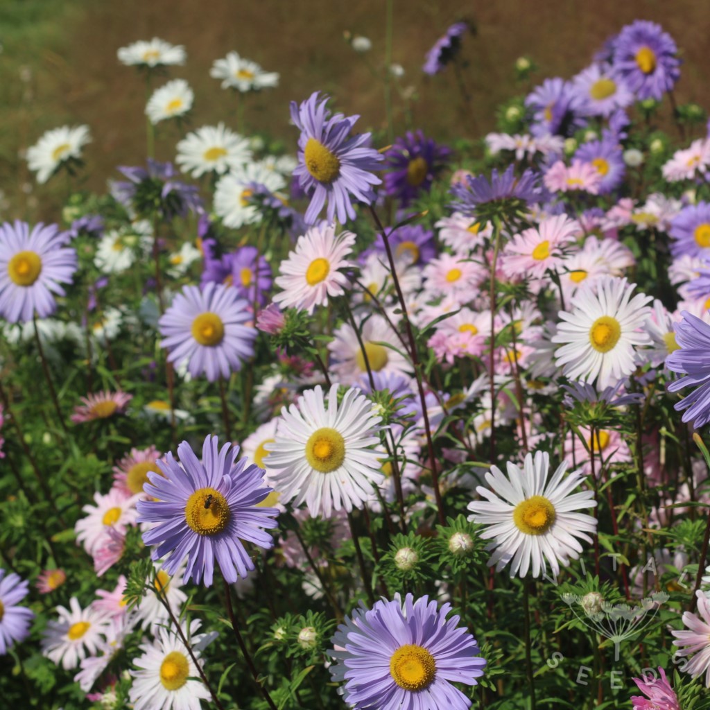 Aster - Single mix (Organic) - Image 4