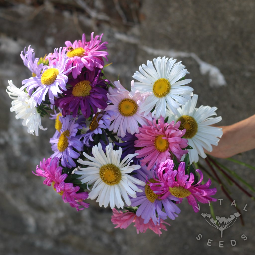Aster - Single mix (Organic) - Image 2