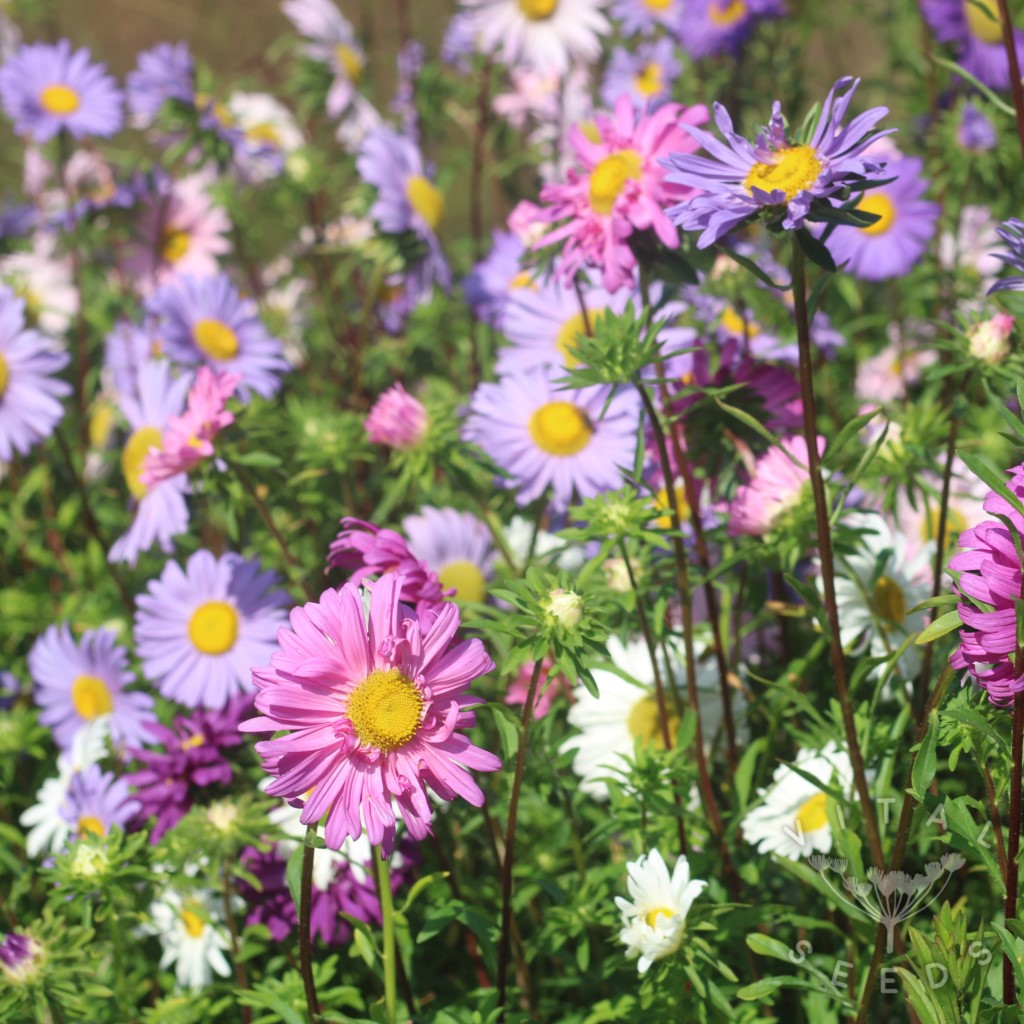 Aster - Single mix (Organic)