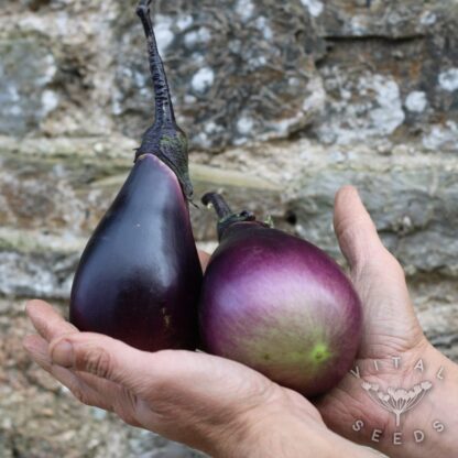 Aubergine - Early Black Egg (Organic) ***NEW FOR 2026*** - Image 3