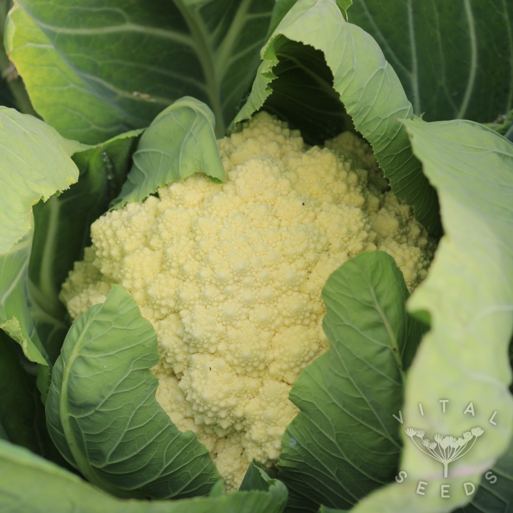 Cauliflower - Snowball (Organic)
