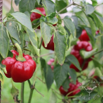 Chilli - Adam's Sweet and Hot (Organic) ***NEW FOR 2026*** - Image 3