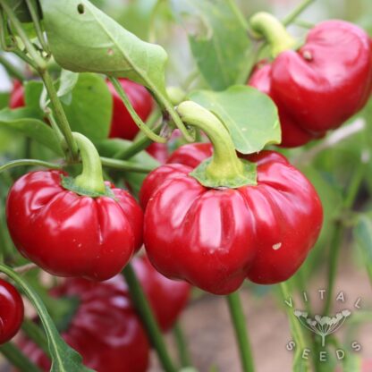 Chilli - Adam's Sweet and Hot (Organic) ***NEW FOR 2026*** - Image 4