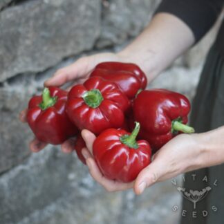Chilli - Adam's Sweet and Hot (Organic) ***NEW FOR 2026***