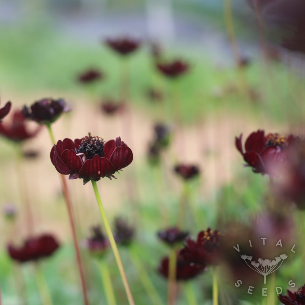 Chocolate Cosmos (Organic)
