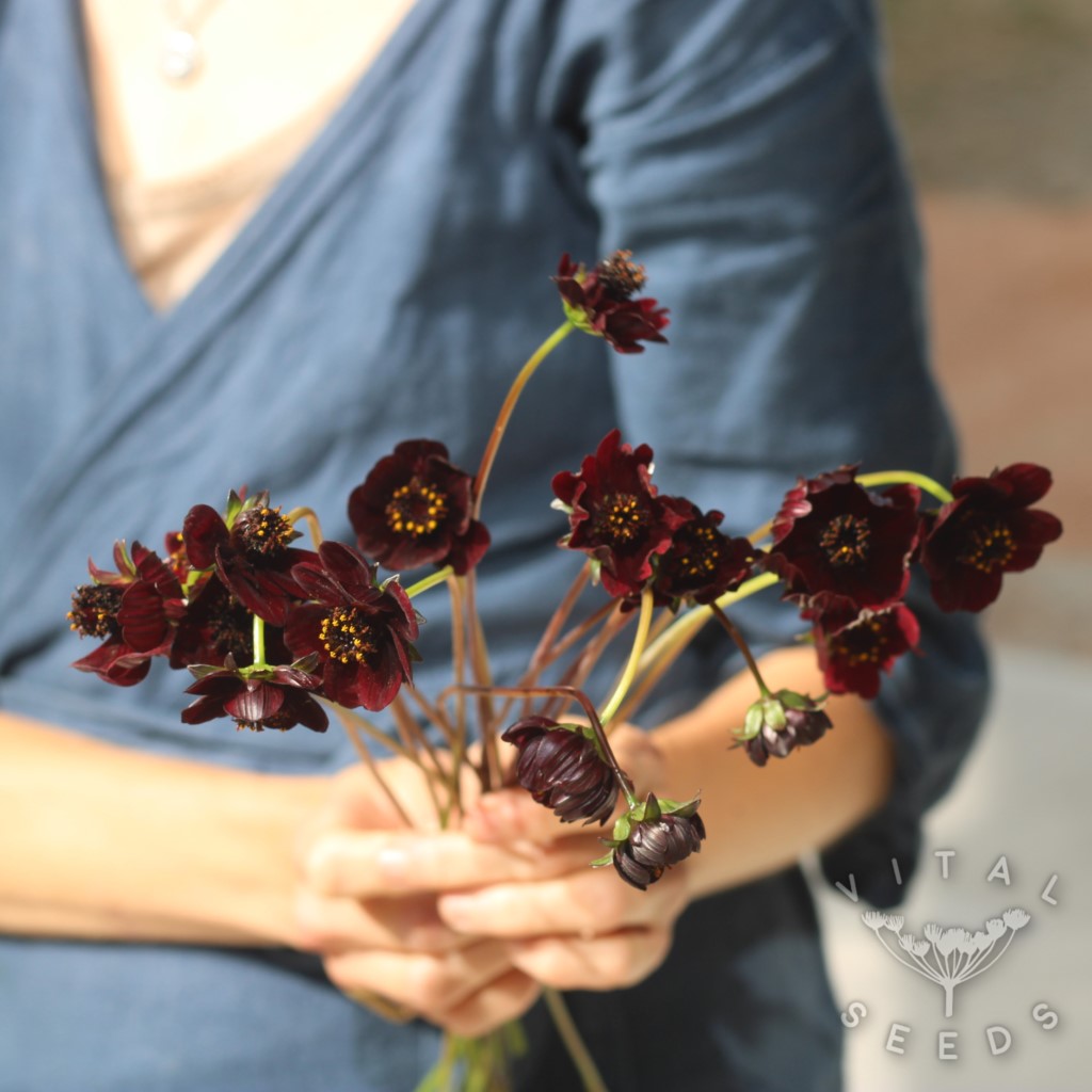 Chocolate Cosmos (Organic) - Image 3