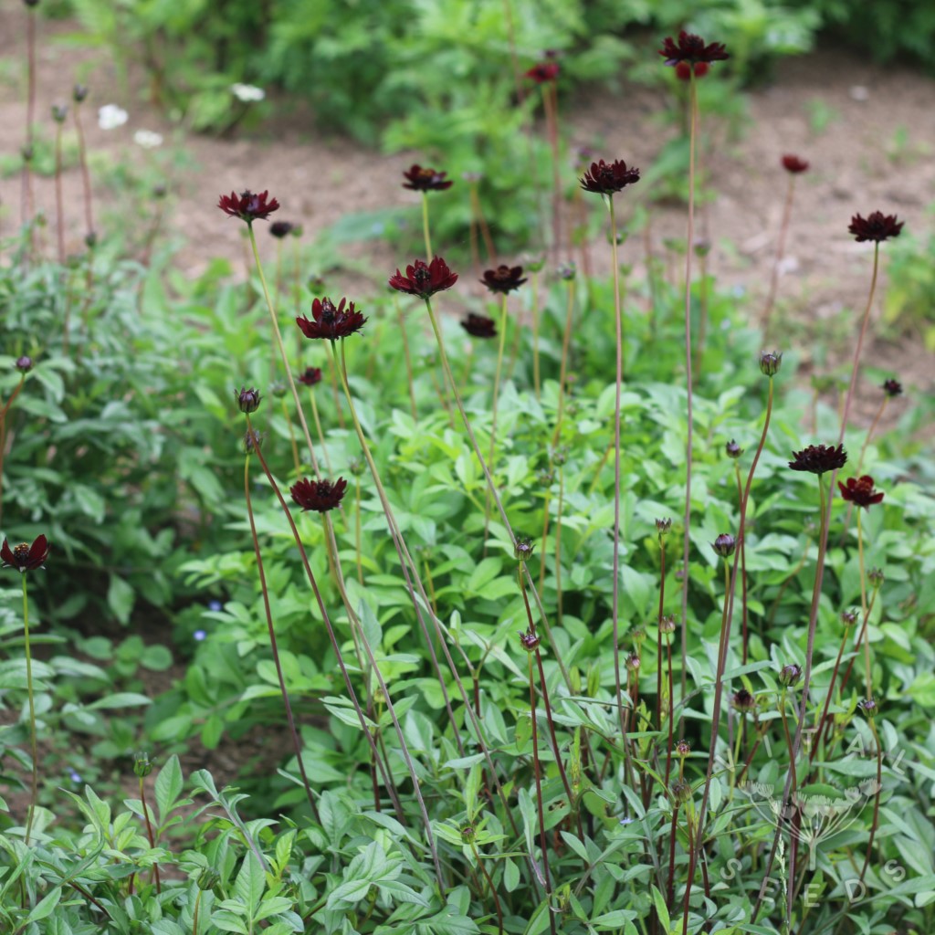 Chocolate Cosmos (Organic) - Image 4