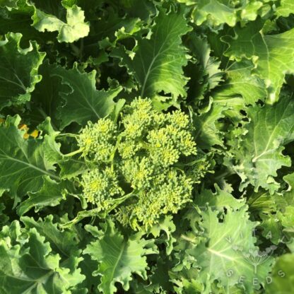Cima Di Rapa - 150 days (Organic) ***NEW FOR 2026*** - Image 4