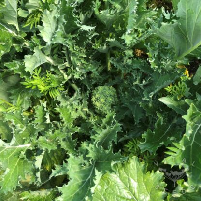 Cima Di Rapa - 150 days (Organic) ***NEW FOR 2026*** - Image 3