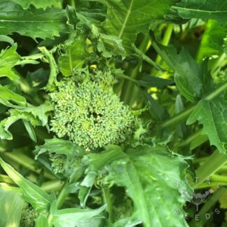 Cima Di Rapa - 150 days (Organic) ***NEW FOR 2026***