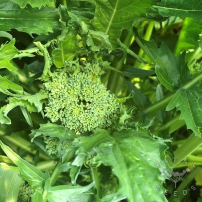 Cima Di Rapa - 150 days (Organic) ***NEW FOR 2026***