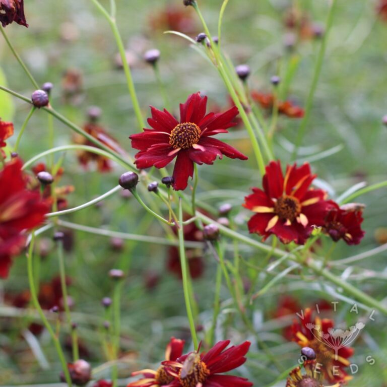 Coreopsis - Roulette (Organic) ***NEW FOR 2026*** - Vital Seeds