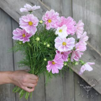 Cosmos - Pink Mosaic (Organic) ***NEW FOR 2026***