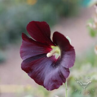 BLack Hollyhock (Organic) ***NEW FOR 2026***