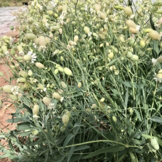 Stridolo (Organic) ***NEW FOR 2026***