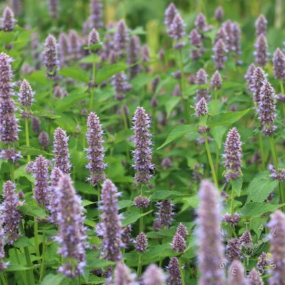 Korean Mint (Organic) - Image 3